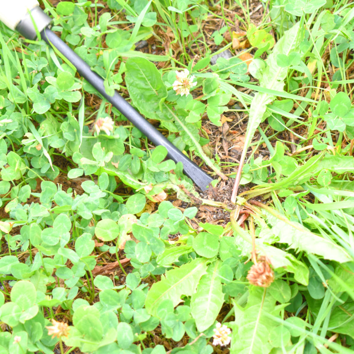 Unkrautstecher mit 48 cm Eschenholzstiel Gesamtlänge: 70,5 cm